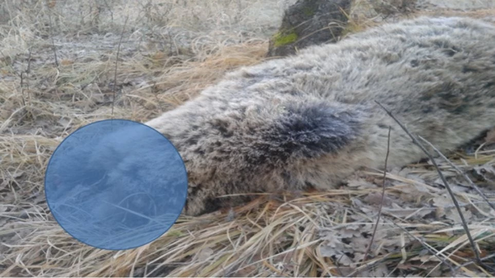 Εικόνα-σοκ: Κυοφορούσα αρκούδα βρέθηκε δηλητηριασμένη και αποκεφαλισμένη στην Κοζάνη